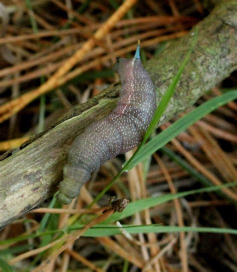 SCILLYSPIDER: Hummingbird Hawk-moth larva