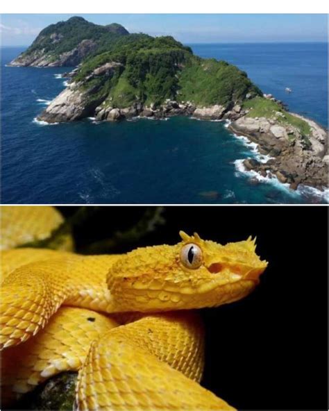 Golden Lancehead Pit Viper Snake Island - Go Images Site