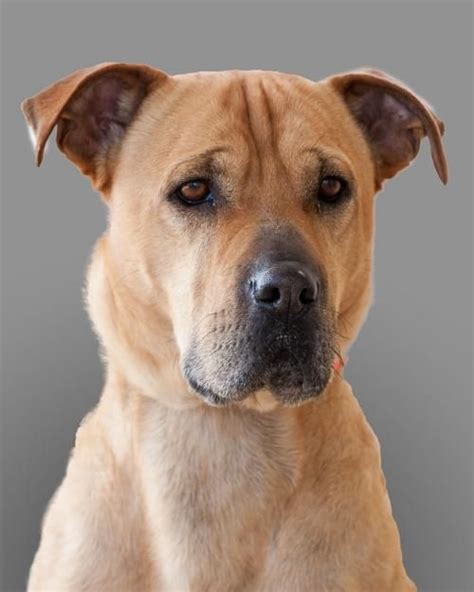 Dog ready for adoption: Shar Pei / Labrador Retriever / Mixed (short coat) named Ben of ...