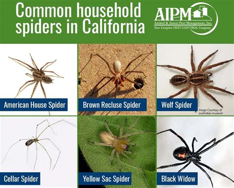 Common Garden Spiders In Southern California | Fasci Garden