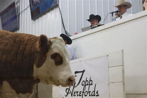 Topp Herefords’ niche is taking care of customers - Agweek | #1 source ...