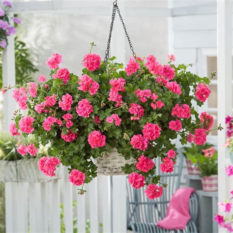 Geranium Trailing Sunflair Linda Pink | 5 Large Plug Plants