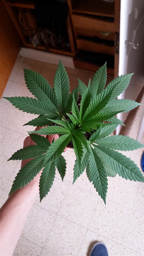 Male cannabis plant, grown from AliExpress seeds : r/Aliexpress