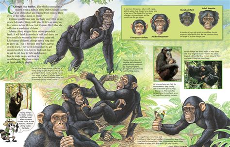 Chimps Love Babies - NWF | Ranger Rick