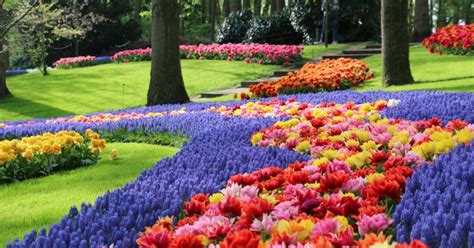 Holland's tulip festival features 79 acres of the most beautiful flowers