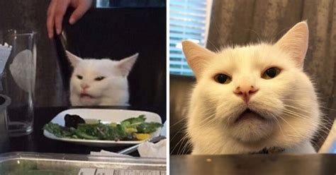 Meet Smudge: The Real-Life Cat From The “Woman Yelling At Cat” Meme