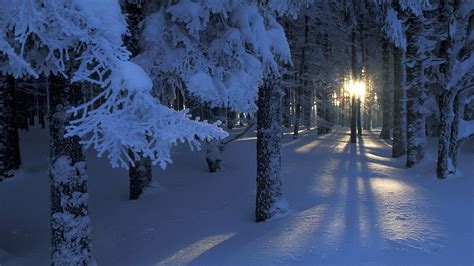 beautiful, Magical, Forest, In, Winter Wallpapers HD / Desktop and ...