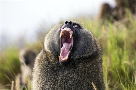 Baboon Showing Teeth Stock Photo - Download Image Now - iStock