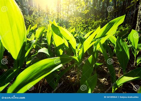 Sunny forest stock photo. Image of mountain, wild, nature - 54189064