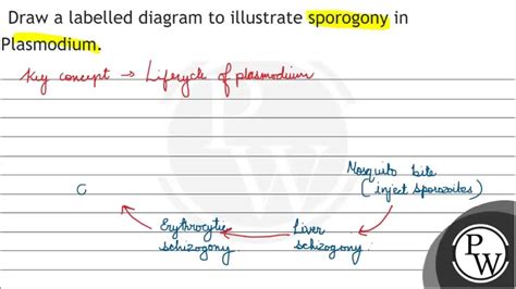 Draw a labelled diagram to illustrate sporogony in Plasmodium. - YouTube