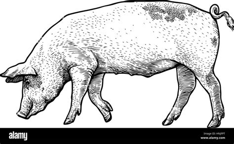 Pig illustration, drawing, engraving, line art, realistic Stock Vector ...