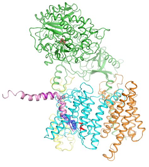 Temporary gamma-secretase resource