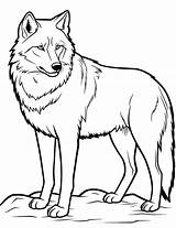 50 Wolf Coloring Pages Printable Sheets sketch template