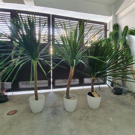 Yucca Plant Indoor/Outdoor Multi-heads, Furniture & Home Living ...