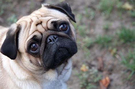 File:Sad-pug.jpg - Wikipedia