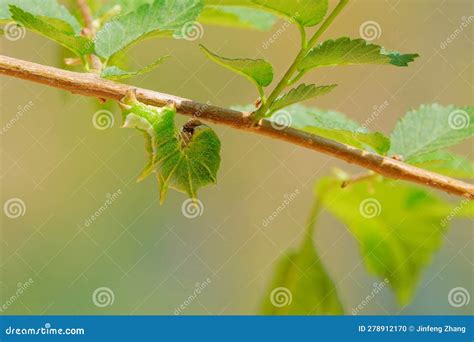 Zamacra excavata stock photo. Image of zamacra, lepidoptera - 278912170