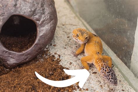 Why Are Leopard Geckos' Tails Fat?