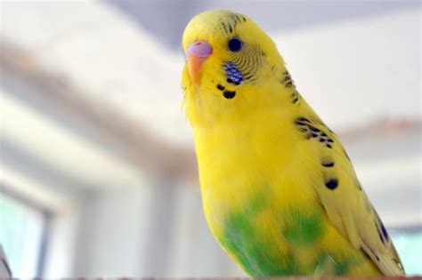 セキセイインコの飼い方と基本的な知識 | ペッ探！ ペット情報お探しブログ