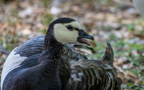 Barnacle Goose, Bird, Chick Free Stock Photo - Public Domain Pictures