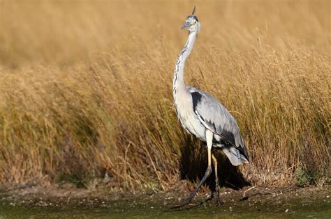 Premium Photo | Grey heron on natural habitat