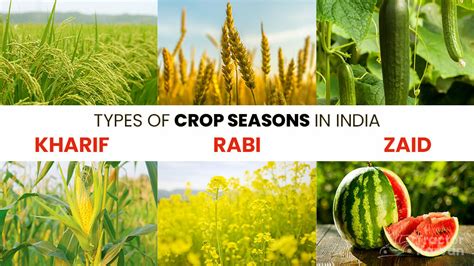 Crop Seasons Types Of Crop Season In India, 56% OFF