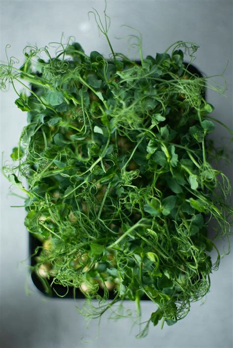 Green Vegetable on Black Plastic Container · Free Stock Photo