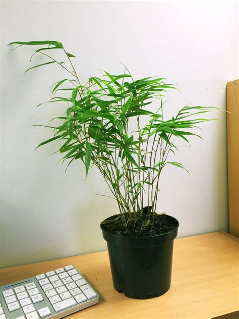 Bamboo Plant in Pot Evergreen Garden House Inoor Outdoor Hardy Mini ...