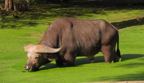 Indian Buffalo stock photo. Image of feeding, green, plant - 26010978