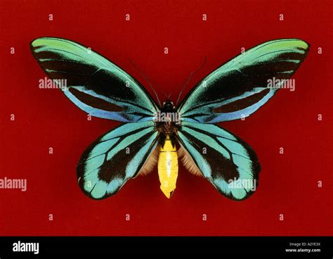 Ornithoptera alexandrae Queen Alexandra's birdwing butterfly Stock Photo: 10620109 - Alamy