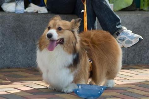 Pembroke Sheltie (Corgi X Sheltie Mix), Info, Temperament ... | Corgi ...