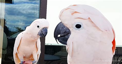 This Cockatoo Is Having One Of ‘Those’ Days And Isn’t Afraid To Show His Irritation – Animal ...