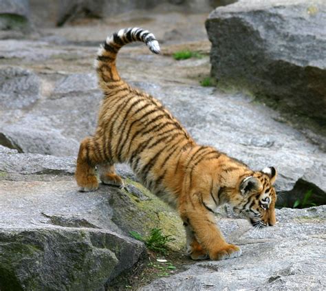 Tiger Cub. 150 Pictures of Tigers - Sleeping, Swimming, with Cubs, and More! Beautiful Cats ...