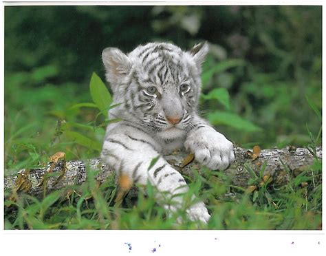 White Tiger Cubs Wallpaper - WallpaperSafari