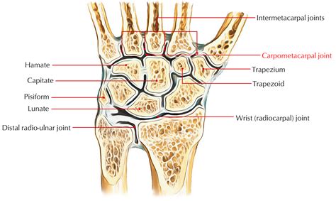 Carpometacarpal Joints – Earth's Lab