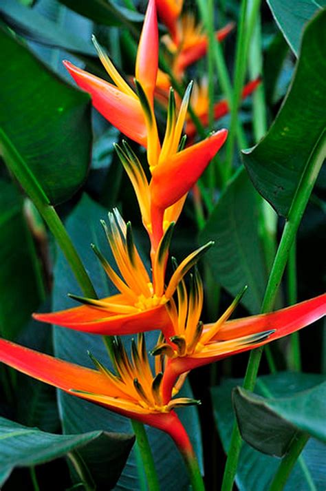 Heliconia Exotic Tropical Plant Rhizomes Psittacorum X | Etsy