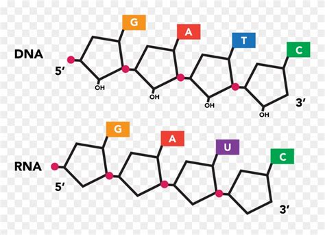 Equivalent Nucleotide Sequences Expressed In Dna And Clipart (#2918481 ...