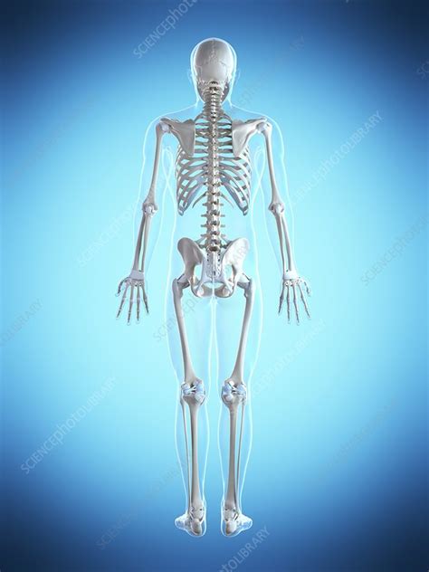 Human skeletal system, artwork - Stock Image - F010/5812 - Science Photo Library
