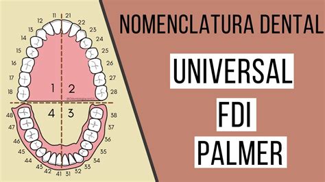 Nomenclatura dental FDI | Universal | Palmer | Odontología Con Cri ...