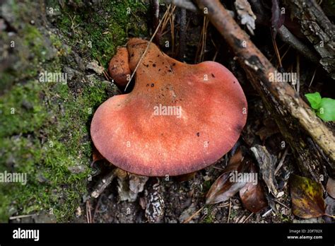 Beefsteak fungus or ox tongue (Fistulina hepatica) is an edible ...