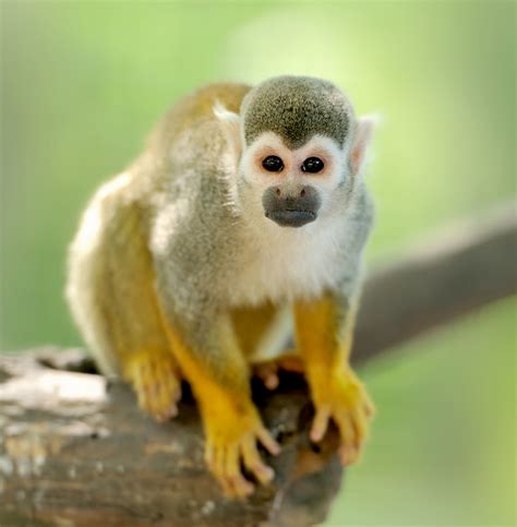 The Free-spirited One: Can Squirrel Monkeys Be Kept as Pets? - Pet Ponder