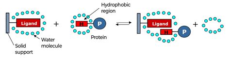 Analysis & purification of proteins: HIC, the separation of molecules according to their ...