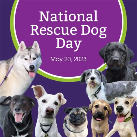 Dane County Humane Society | National Rescue Dog Day