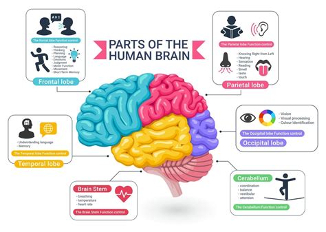 Functional areas of the human brain diagram vector illustrations. 2094312 Vector Art at Vecteezy