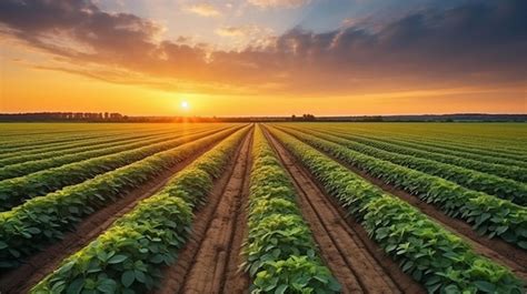 Premium AI Image | A field of soybean with a sunset in the background.