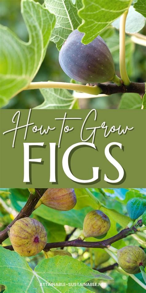 Fig Tree Care and How to Grow a Fig Tree in a Pot (or the Ground ...