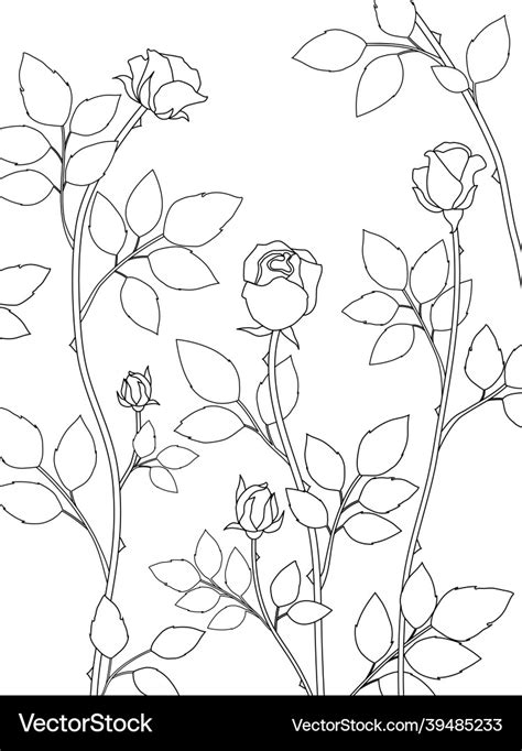 Beautiful rose vine line art drawing on white Vector Image