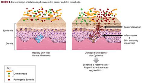 Quorum Innovations Demonstrates Human Microbiome