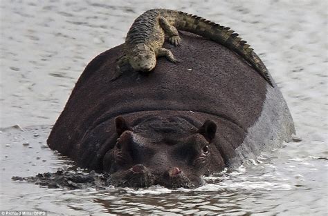 Baby crocodile riding hippo (2 pic) | Amazing Creatures