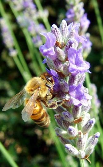 Huitieme Art Vohina – Dorado día de campo | Té de Violetas