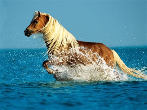 Palomino Horse HD Wallpaper | Free HD Downloads